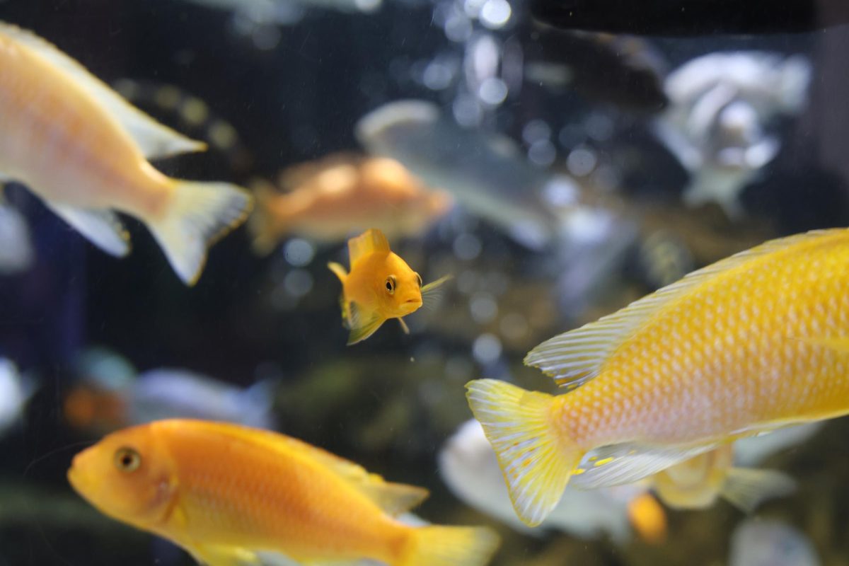 Aquariums: How Many Fish in the Sea?